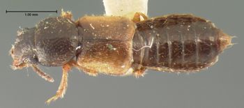 Media type: image;   Entomology 6537 Aspect: habitus dorsal view
